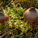 Cortinarius brunneus (zasłonak brunatny)