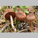 Cortinarius coleoptera