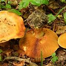 Cortinarius alcalinophilus