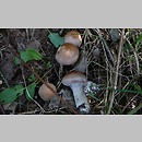 Cortinarius subgen. Telemonia sects Bovini Illumini Saturnini Sciophylli Subbalaustini Sordescentes