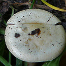 Hebeloma sacchariolens (włośnianka słodkowonna)