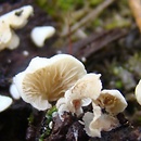 Crepidotus subverrucisporus (ciżmówka szorstkozarodnikowa)