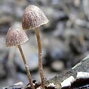 Psathyrella prona (kruchaweczka przydrożna)