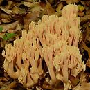 Ramaria formosa (koralówka strojna)