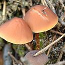 Hypholoma udum (łysiczka bagienna)