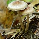 Inocybe griseoscabrosa