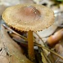 Inocybe glabripes (strzępiak drobnozarodnikowy)