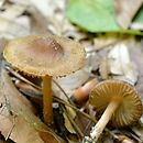 Inocybe splendens var. phaeoleuca