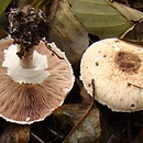 Agaricus impudicus