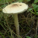 Lepiota subincarnata (czubajeczka różowawa)