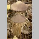 Psathyrella longicauda