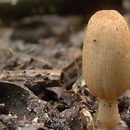 Coprinopsis erythrocephala (czernidłak różowawy)