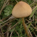 Conocybe subovalis (stożkówka jajowata)