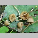 Conocybe ochrostriata