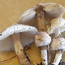 Lepiota lilacea (czubajeczka liliowa)