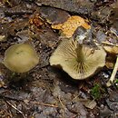 Simocybe centunculus (ciemnoboczniak bukowy)