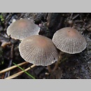 Coprinopsis canoceps (czernidłak drobny)