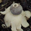 Geastrum smardae