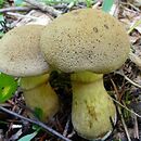 Cortinarius cotoneus (zasłonak kutnerkowaty)