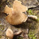 Inocybe griseolilacina (strzępiak szaroliliowy)