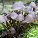 Mycena atroalba (grzybówka oszroniona)