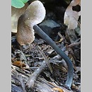 Entoloma placidum (dzwonkówka niebieskofioletowa)