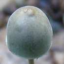 Panaeolus alcis (kołpaczek łosiowy)