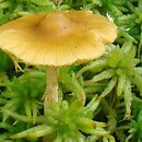 Galerina tibiicystis (hełmówka oprószona)