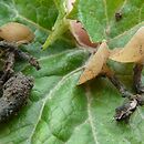 Sclerotinia sclerotiorum (twardnica pasożytnicza)