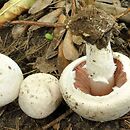 Agaricus pampeanus