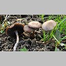 Panaeolus cinctulus