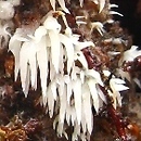 Mucronella bresadolae