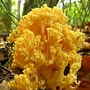 Ramaria (koralówka)