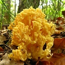 Ramaria lutea