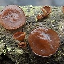 Encoelia tiliacea (orzechówka lipowa)