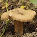 Lactarius fuliginosus (mleczaj jelonek)