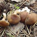 Inocybe pseudodestricta