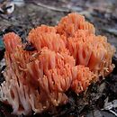 Ramaria subbotrytis