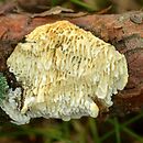 Fomitopsis ramentacea (jamkówka kurczliwa)