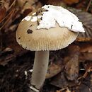 Amanita olivaceogrisea (muchomor oliwkowoszary)