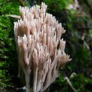 Ramaria rubella