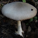 Volvariella reidii