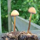 Conocybe farinacea (stożkówka mączysta)