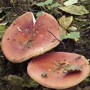 Russula intermedia (gołąbek czerwonopomarańczowy)