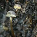 Mycena picta (grzybówka złotobrzega)