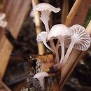 Mycena belliae (grzybówka trzcinowa)