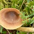 Cortinarius fulvescens (zasłonak gniady)