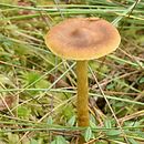 Cortinarius tubarius