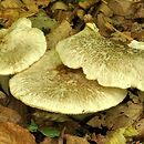 Tricholoma filamentosum