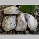 Agaricus subfloccosus